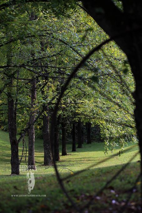 A serene forest scene with lush green trees and a path visible through the foliage.